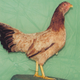 Red Cubalaya Hen (Michael Bohlken)
